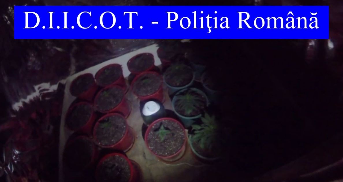 FOTO: Percheziții în BRĂILA. Un bărbat a fost reținut pentru trafic de droguri