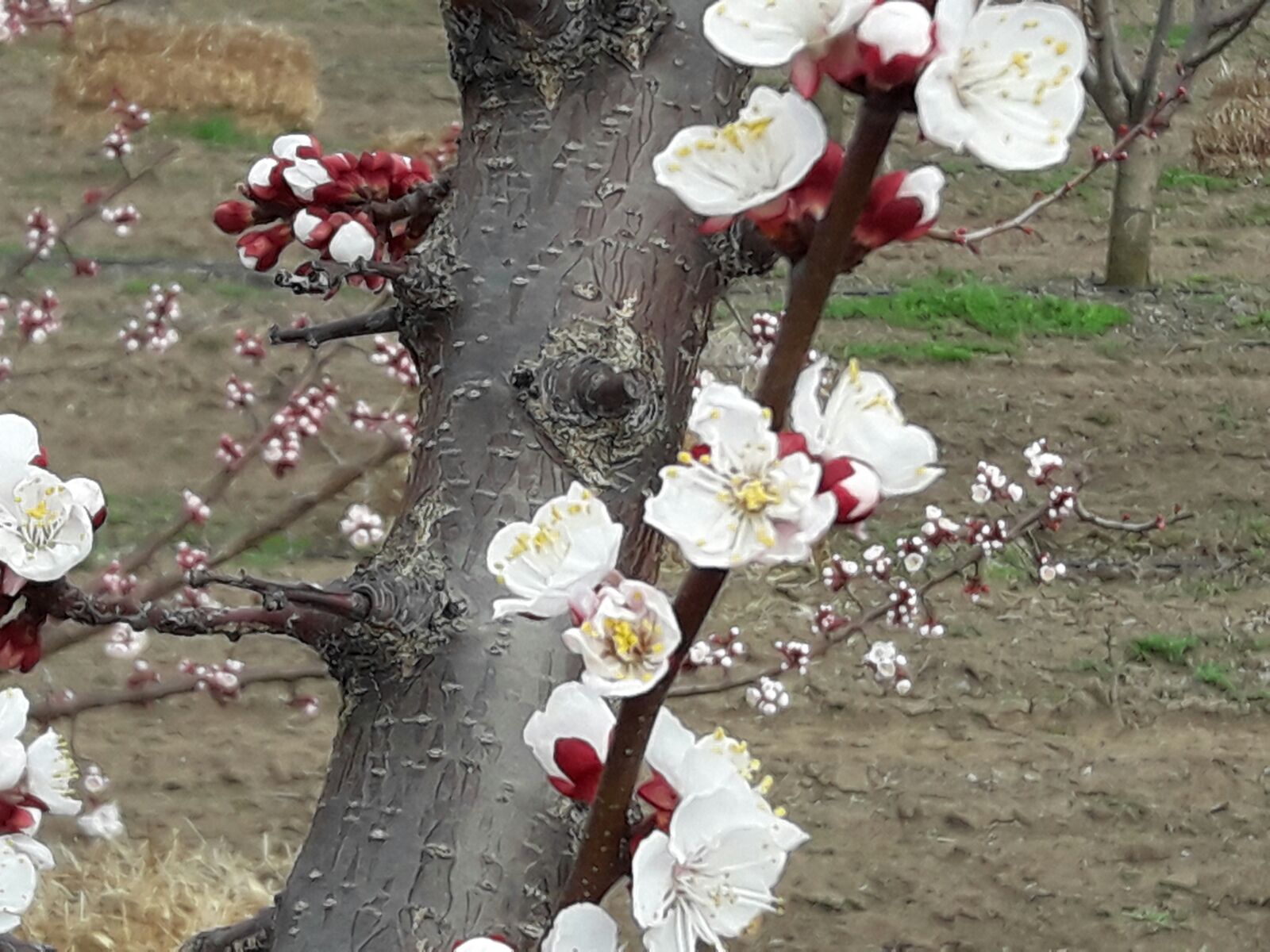 FOTO: În județul Constanța, ca în Japonia, câmpuri nesfârșite de cireși înfloriți