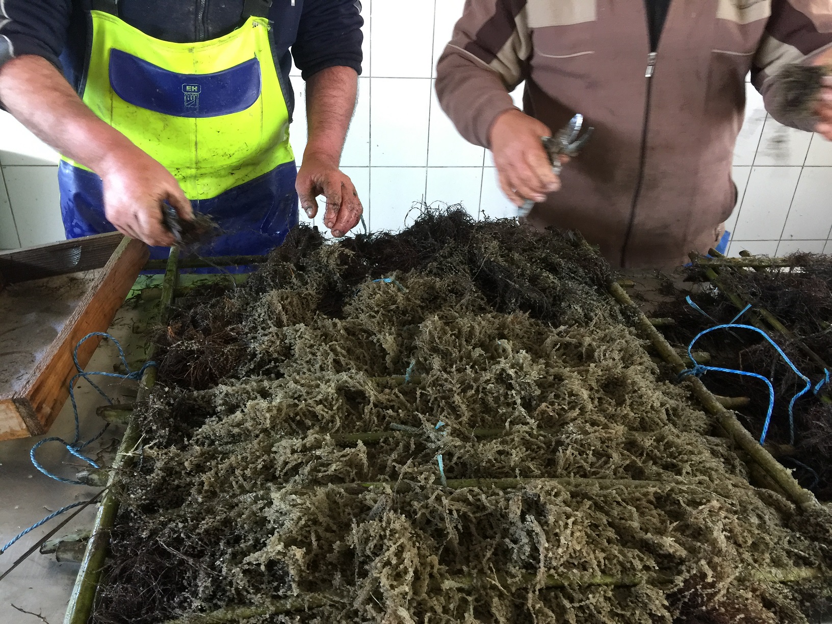 FOTO/Complexul Razem-Sinoie a fost repopulat cu icre embrionate de șalău
