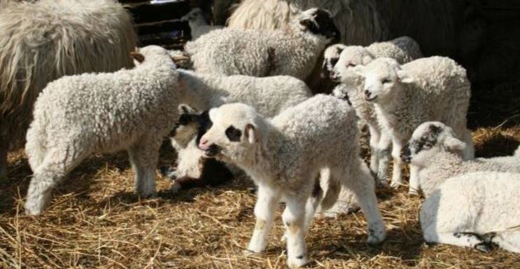 Cotațiile la ”Bursa mielului” în Dobrogea