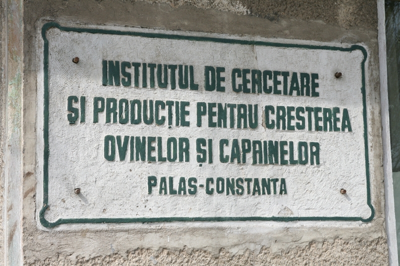 AUDIO/Crește producția de carne și lapte la „oieria” PALAS