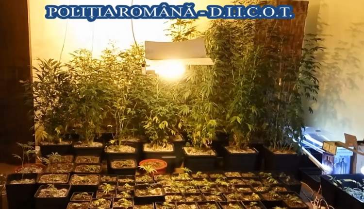 CĂLĂRAȘI: Cultură de cannabis descoperită în casa unei femei