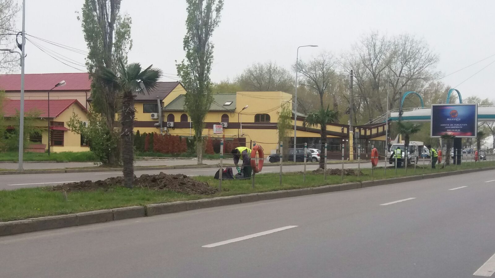 FOTO. E semn că vine vara! S-au întors palmierii în stațiunea Mamaia