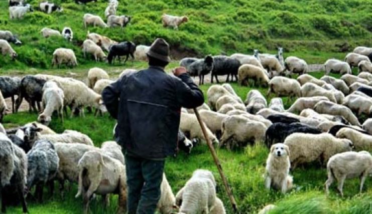 Ultima zi în care mai este permisă păşunarea animalelor domestice pe terenurile agricole