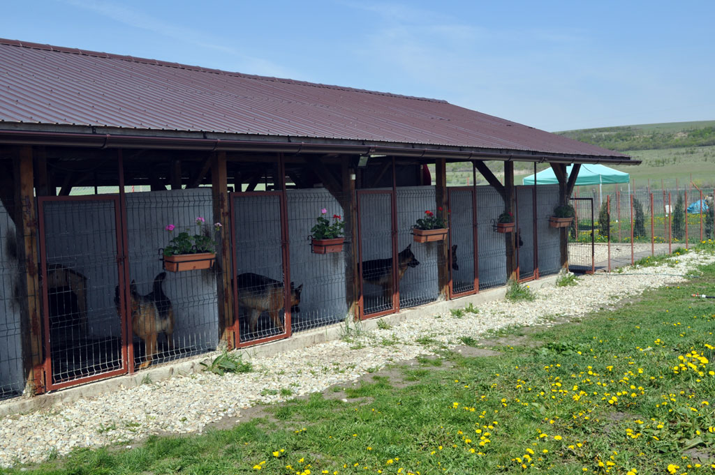 CONSTANȚA. Plecați în concediu și nu aveți unde lăsa câinele? Pensiunile pentru animale vă vin în ajutor!