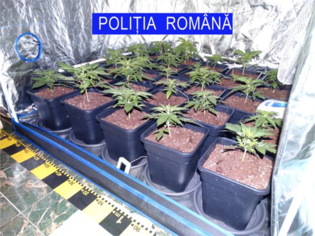 TULCEA: Patru ,,cultivatori” de cannabis trimiși în judecată. Ramificațiile rețelei ajungeau și județul Constanța