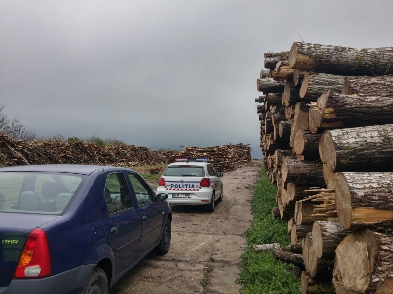 FOTO/Sute de infracțiuni la regimul forestier