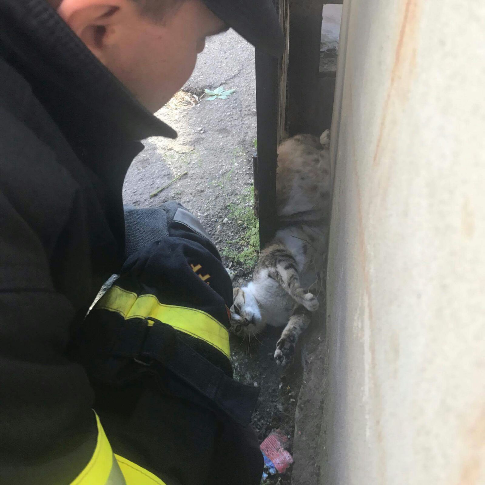 FOTO/Pompierii ISU Dobrogea au salvat de la moarte sigură o pisică gestantă