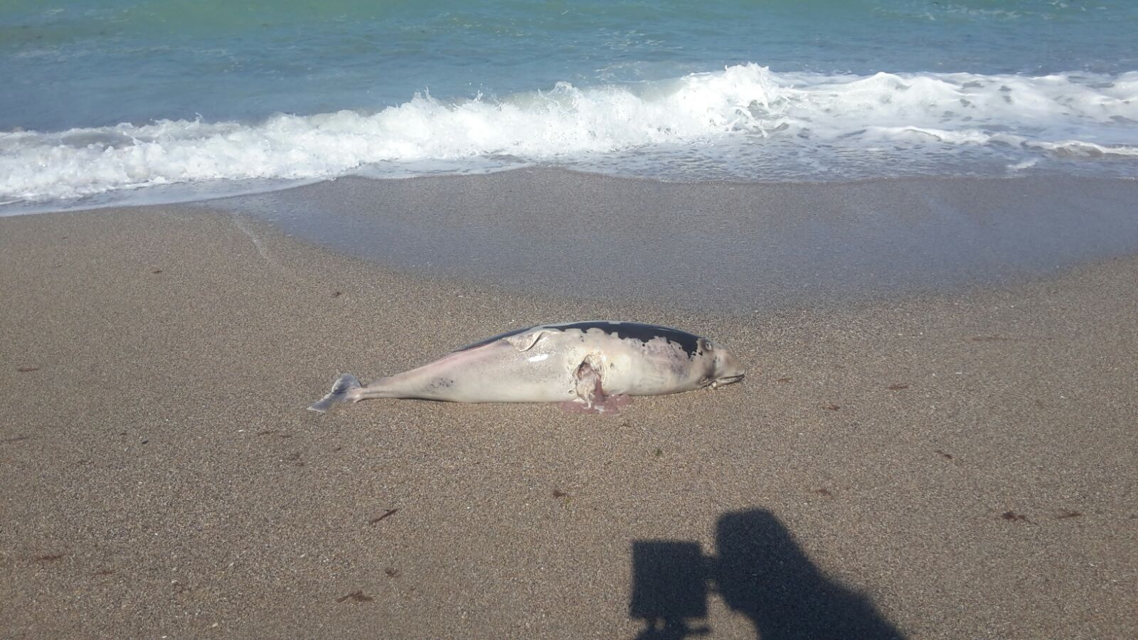 UPDATE – FOTO: Delfin eșuat pe plaja din Vama Veche