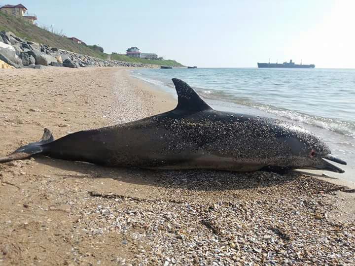 FOTO: Delfiln eșuat pe plajă. Fenomenul a luat amploare în ultima vreme