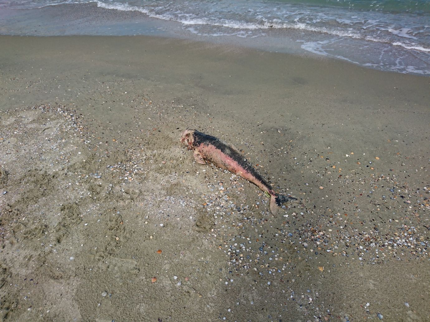 FOTO: Încă un delfin găsit eșuat pe o plajă din EFORIE