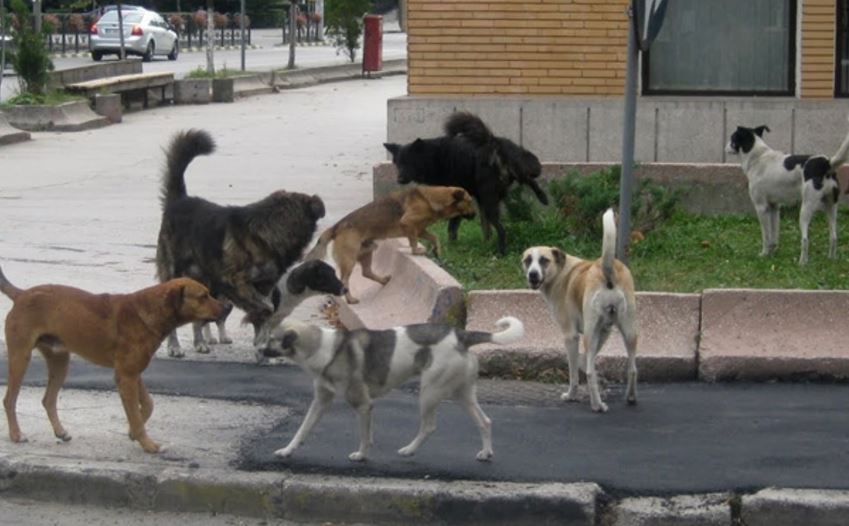 CÂINII fără stăpân le dau bătăi de cap primarilor din judeţul CONSTANŢA