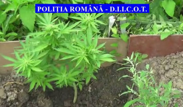 33 de kilograme de cannabis confiscate în ultimele două săptămâni