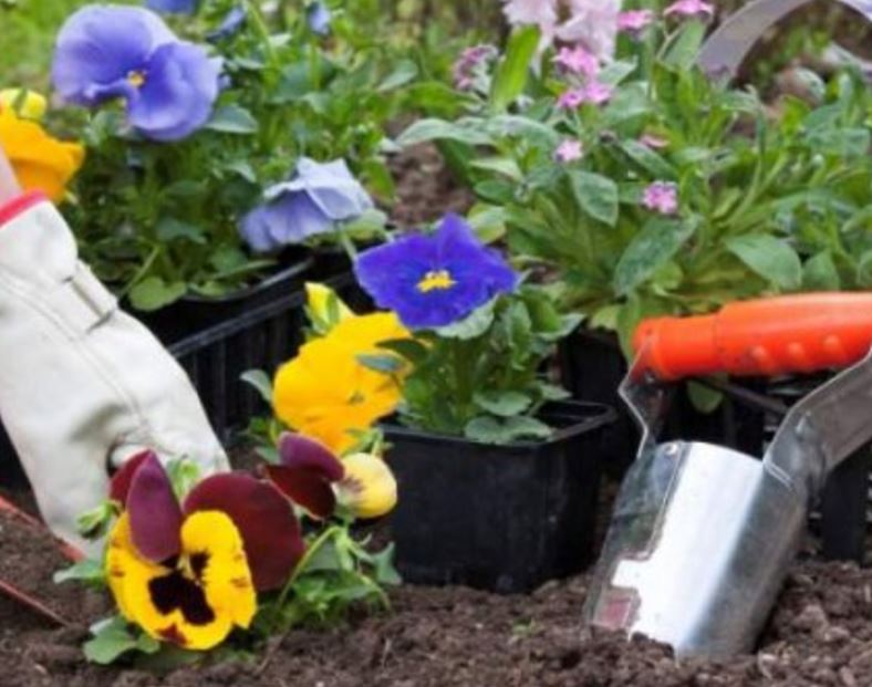 CONSTANȚA: Dispar florile plantate de primărie. Autoritățile au sesizat poliția