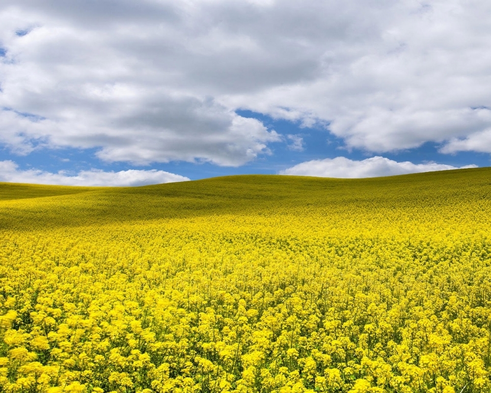 Vremea în Dobrogea. Temperaturile revin la normal