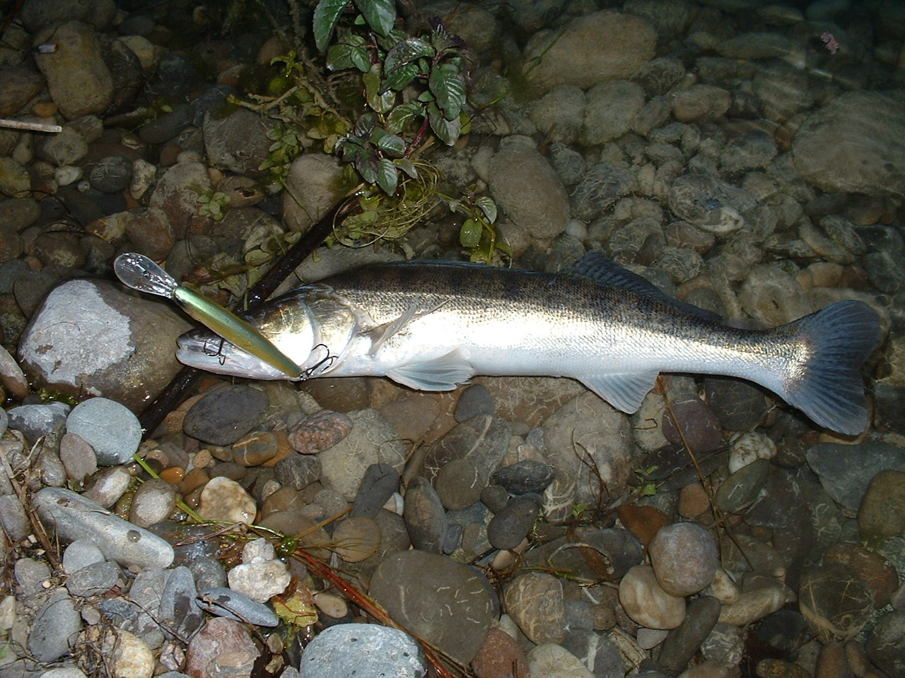 TULCEA: Lacul CIUPERCA, repopulat cu icre de șalău