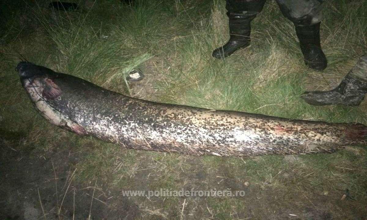 FOTO: Tulceni prinși la braconat pe lacul Sinoe