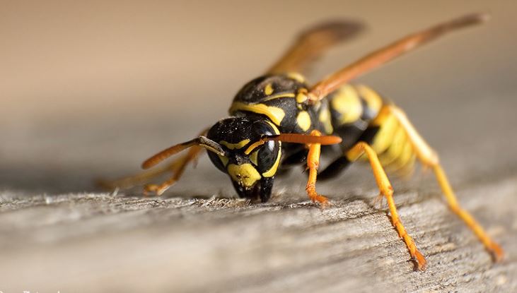 Angajatul unei grădini zoologice a murit după ce a fost înţepat de o viespe