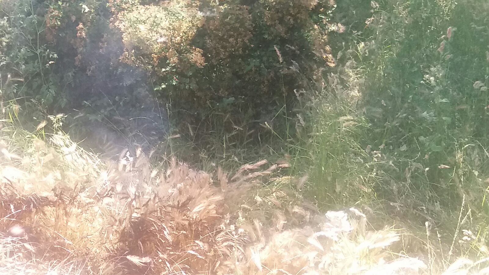 FOTO/MAMAIA: Incendiu în apropierea Satului de Vacanță