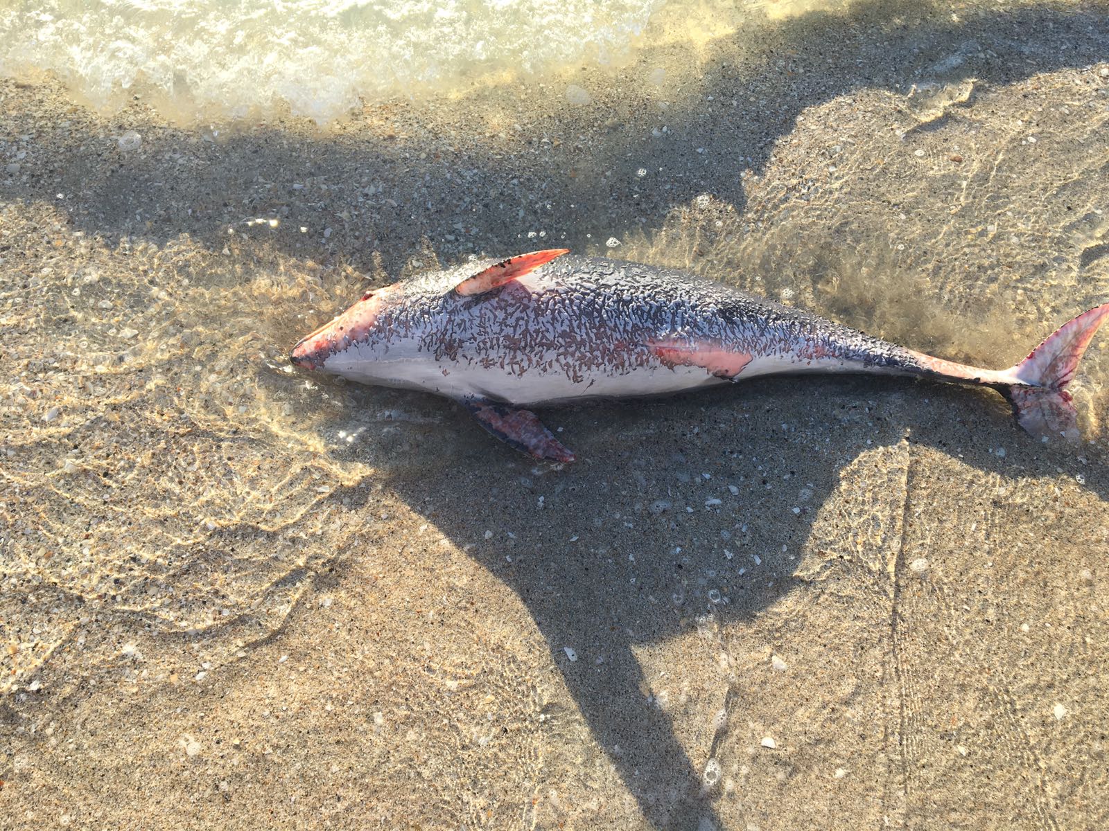 MAMAIA/FOTO: Situație alarmantă. Un nou delfin mort pe plajă. Zeci de cazuri în ultimele săptămâni