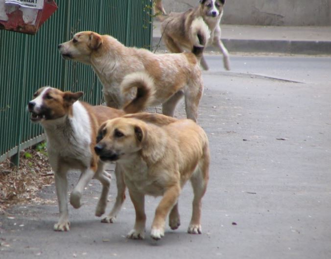 Constănţenii nu au scăpat de maidanezi
