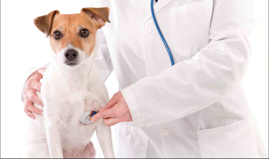 PET MANIA. Animalele și bolile de piele
