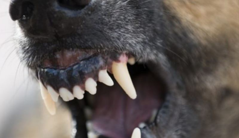 Județul CONSTANȚA: Copil atacat de un câine în timp ce se întorcea de la școală