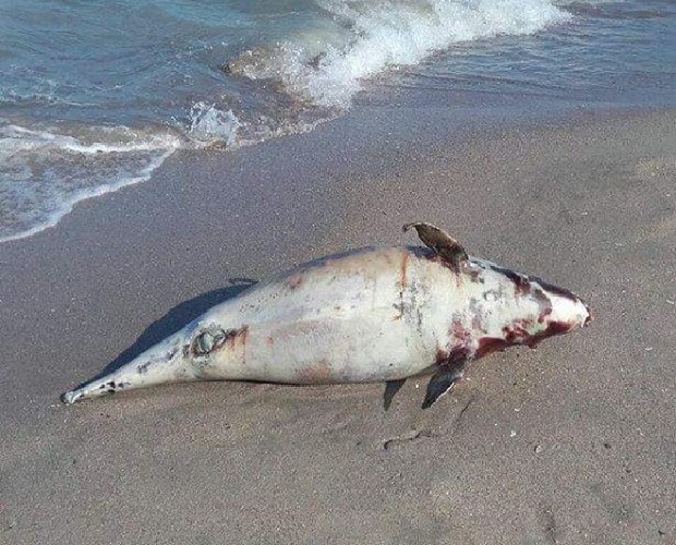 FOTO: Delfin găsit eșuat pe plaja din NEPTUN
