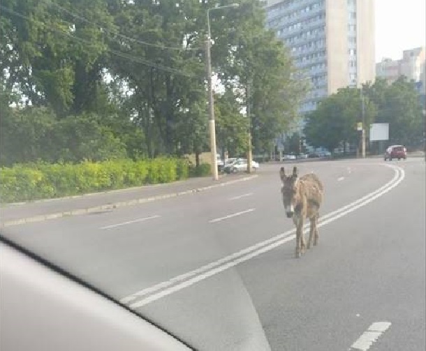 CONSTANȚA: Atenție, MĂGAR pe CONTRASENS  