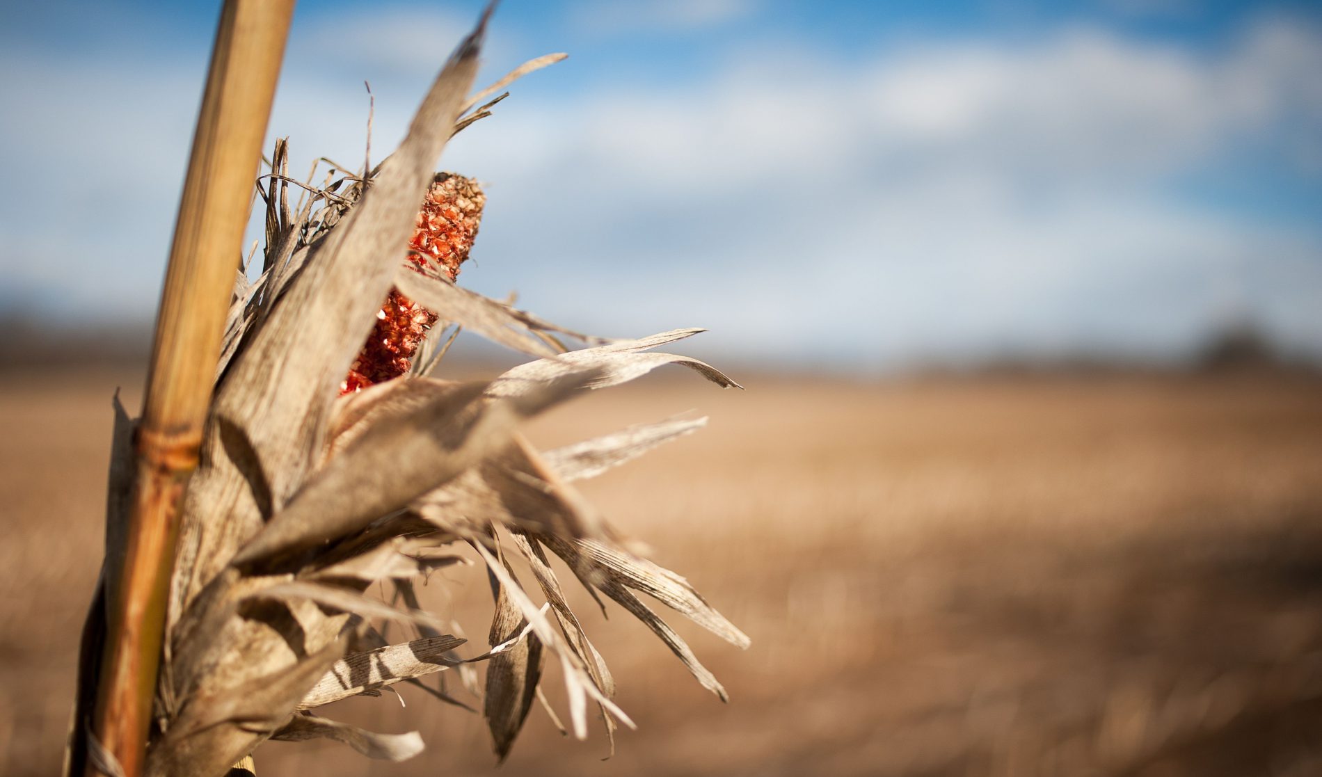 AUDIO. Schimbările climatice sunt reale și afectează agricultura. Cum se explică fenomenul tornadelor din România