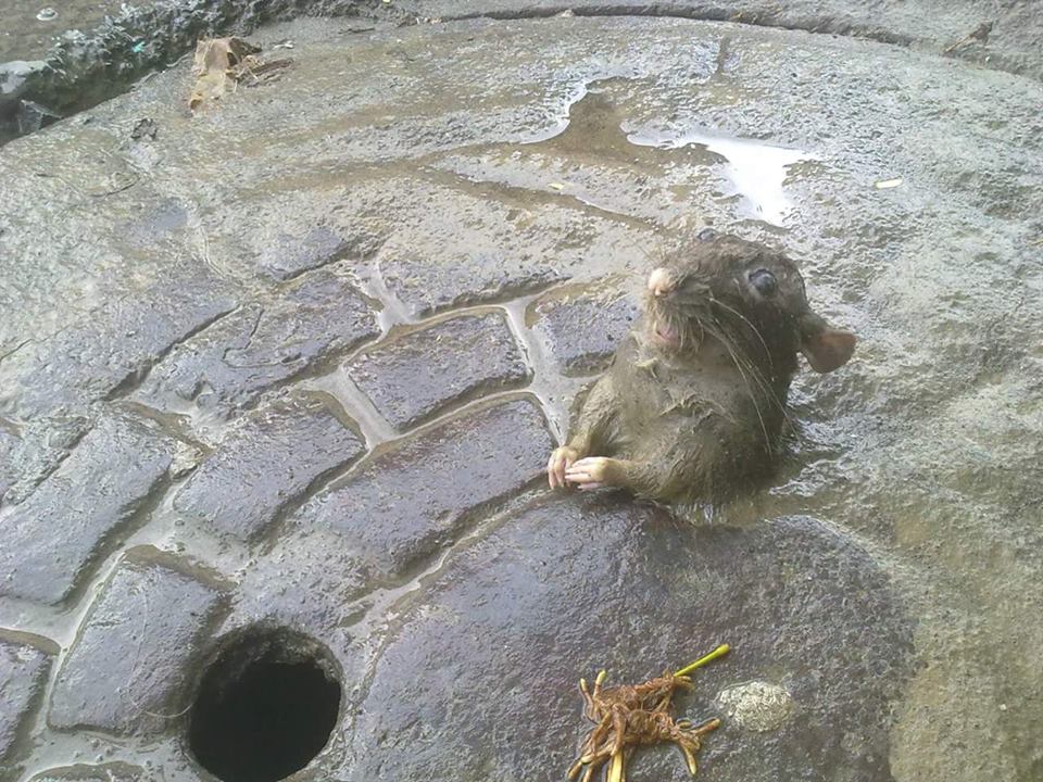 FOTO: Inundațiile curăță orașele CONSTANȚA și TULCEA… de ȘOBOLANI