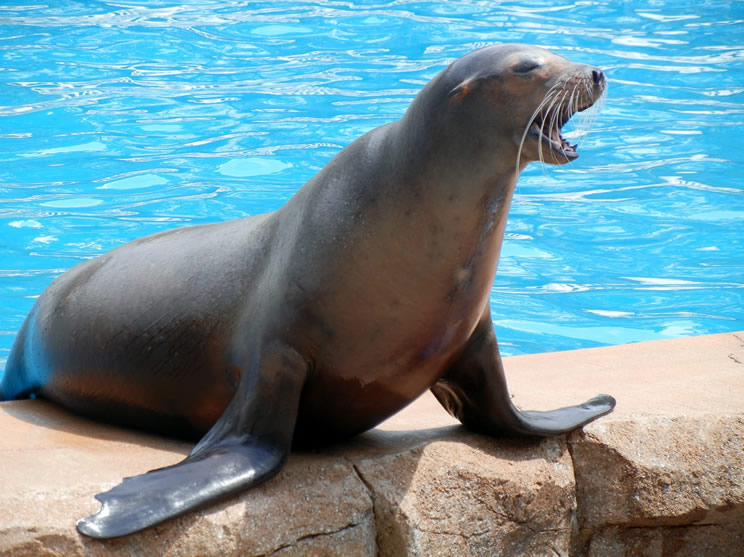 4 lei de mare vor ajunge la DELFINARIU