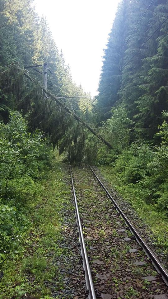 Copac căzut peste calea ferată, între Predeal și Brașov