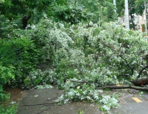 TULCEA: Mașină avariată de o bucată de copac ruptă de vânt