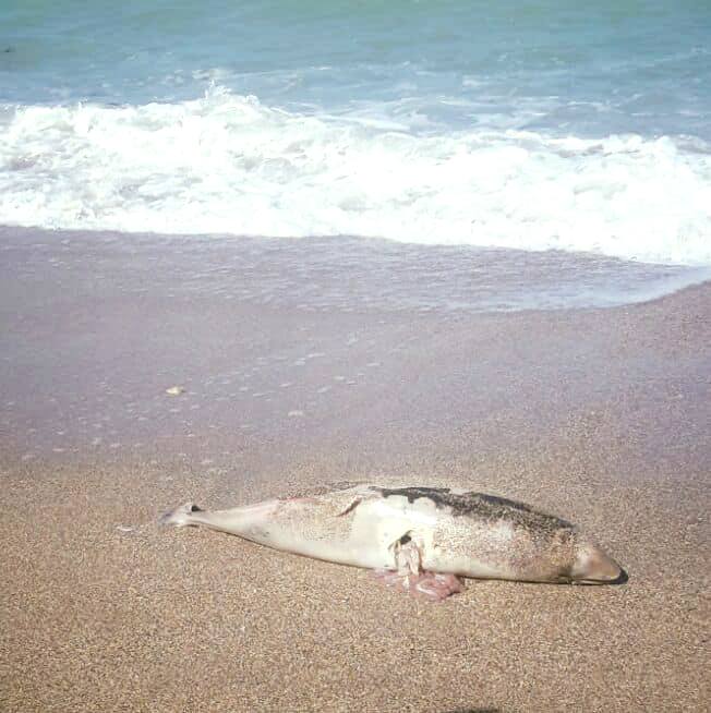Delfinii din Marea Neagră, în pericol de DISPARIȚIE din cauza braconajului la calcan