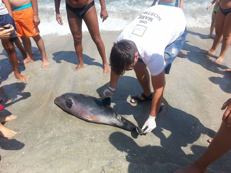 Situație ALARMANTĂ pe LITORAL: 22 de delfini eşuați, într-o singură lună