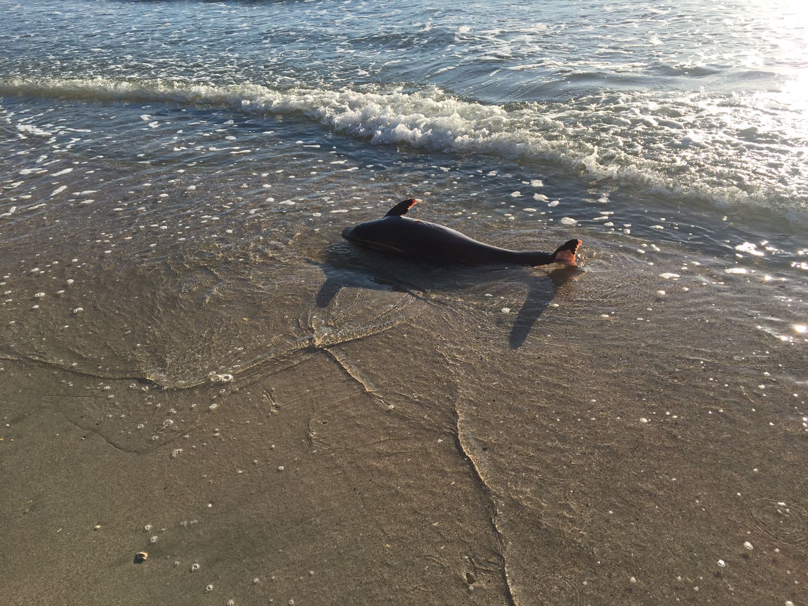 Pui de delfin, găsit mort pe plaja din MAMAIA