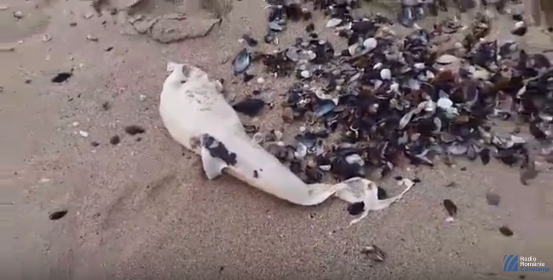 VIDEO: Delfin mort pe plaja de la Eforie. Situația devine alarmantă
