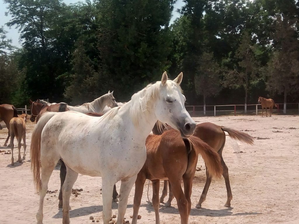Foto/ MANGALIA: Ore de echitație la Herghelie