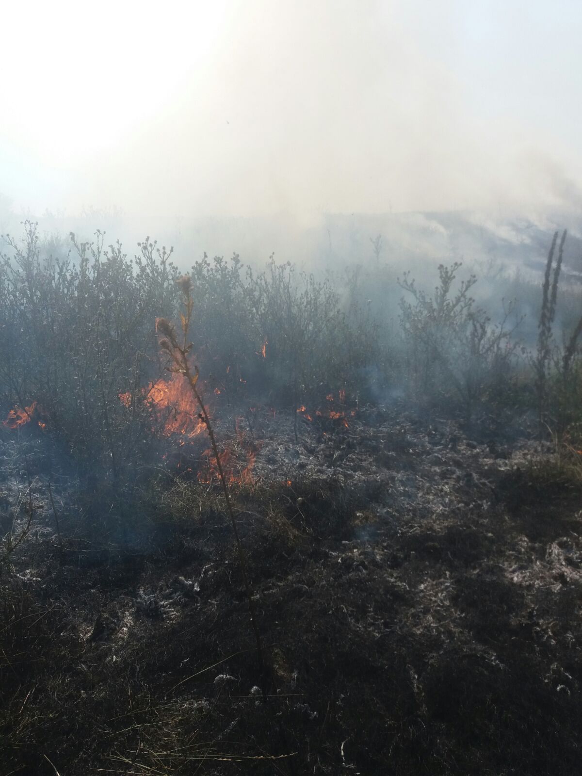 FOTO/ VIDEO/ TULCEA: Incendii de vegetație uscată în două localități