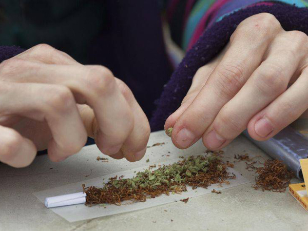 Rețea de traficanți de marijuana cu ramificații în GALAȚI, CONSTANȚA, CĂLĂRAȘI, BRĂILA