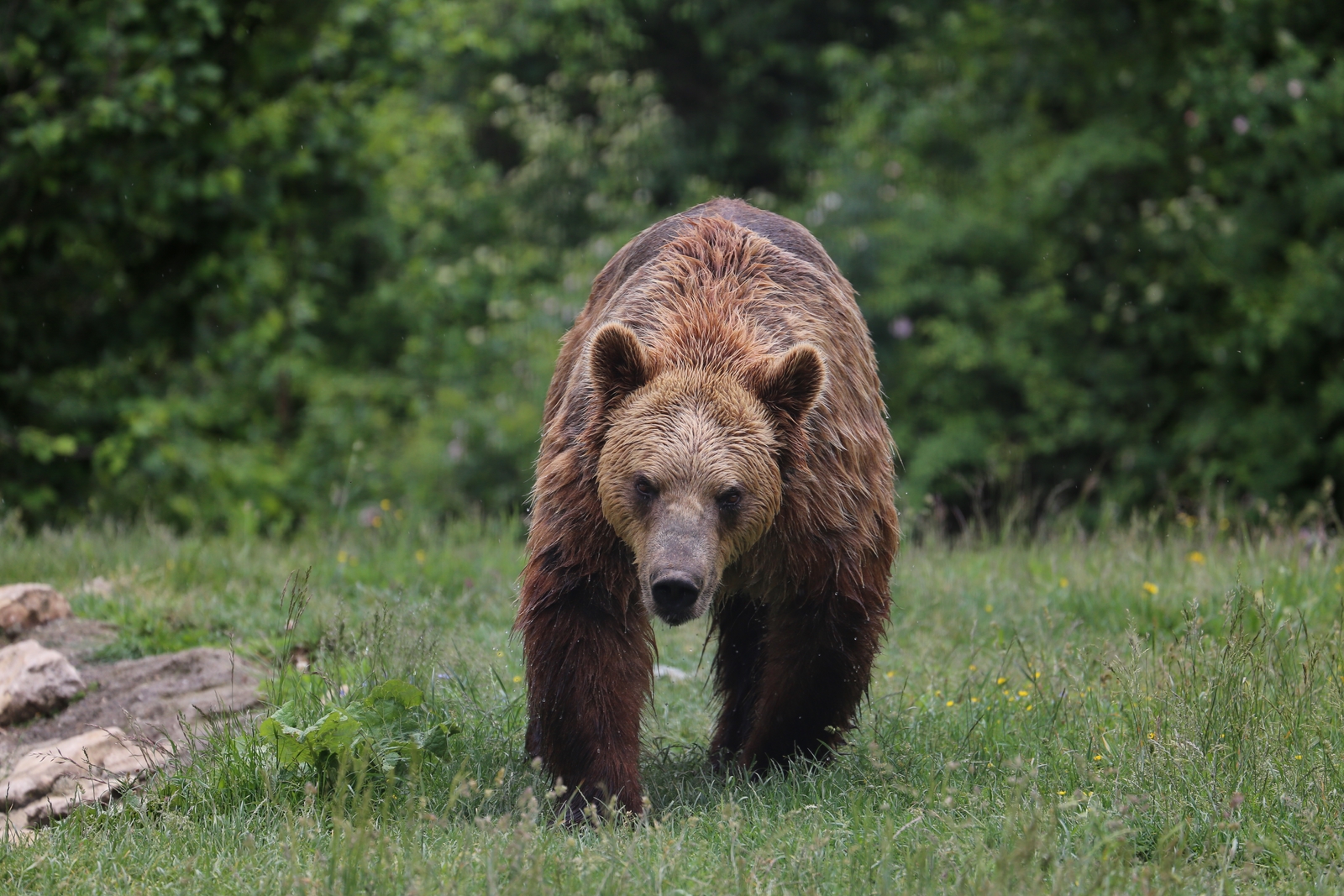Sute de fermieri cer derogare la împuşcarea urşilor periculoşi
