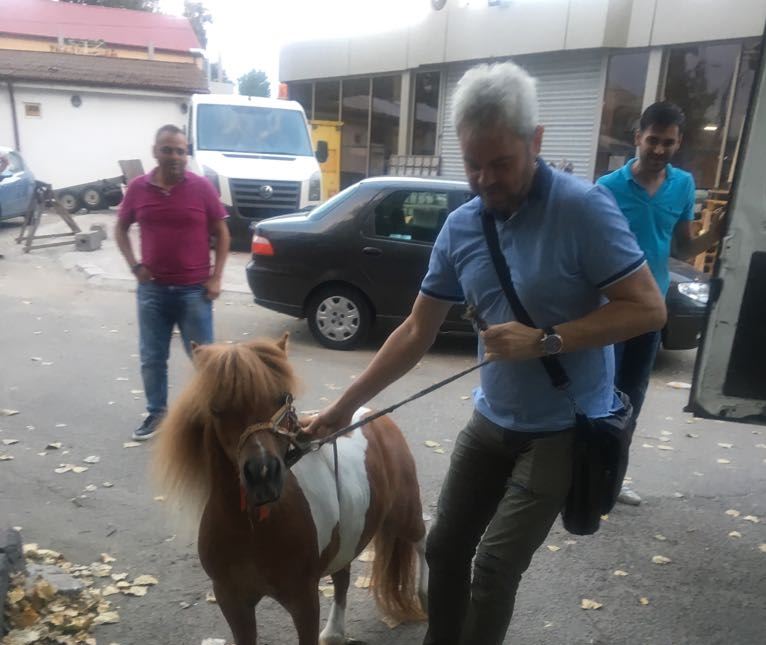 FOTO – Ponei exploatat în Satul de Vacanță, salvat de Poliția Locală