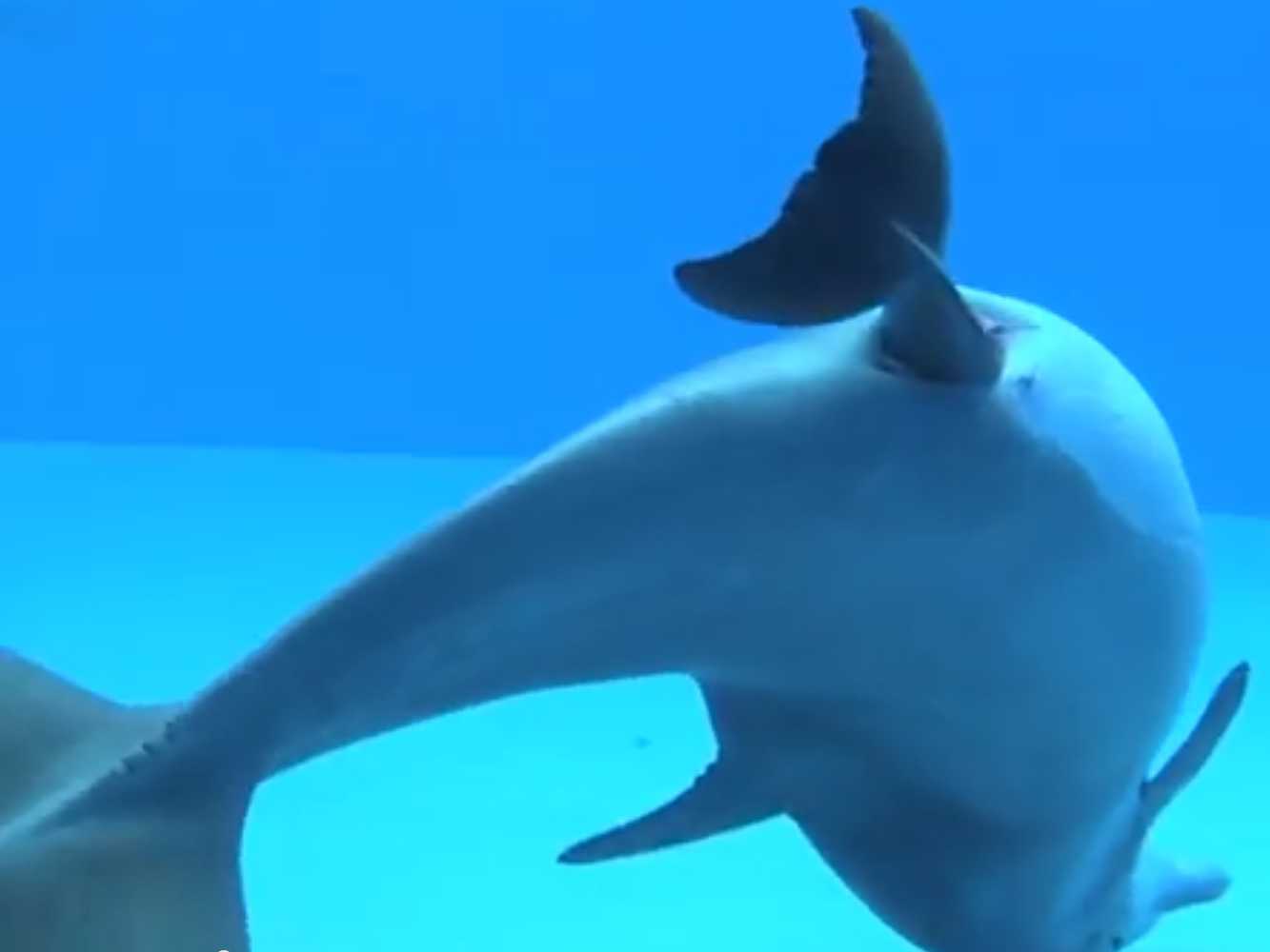 CONSTANȚA/VIDEO – Un scafandru ajută o femelă delfin să nască