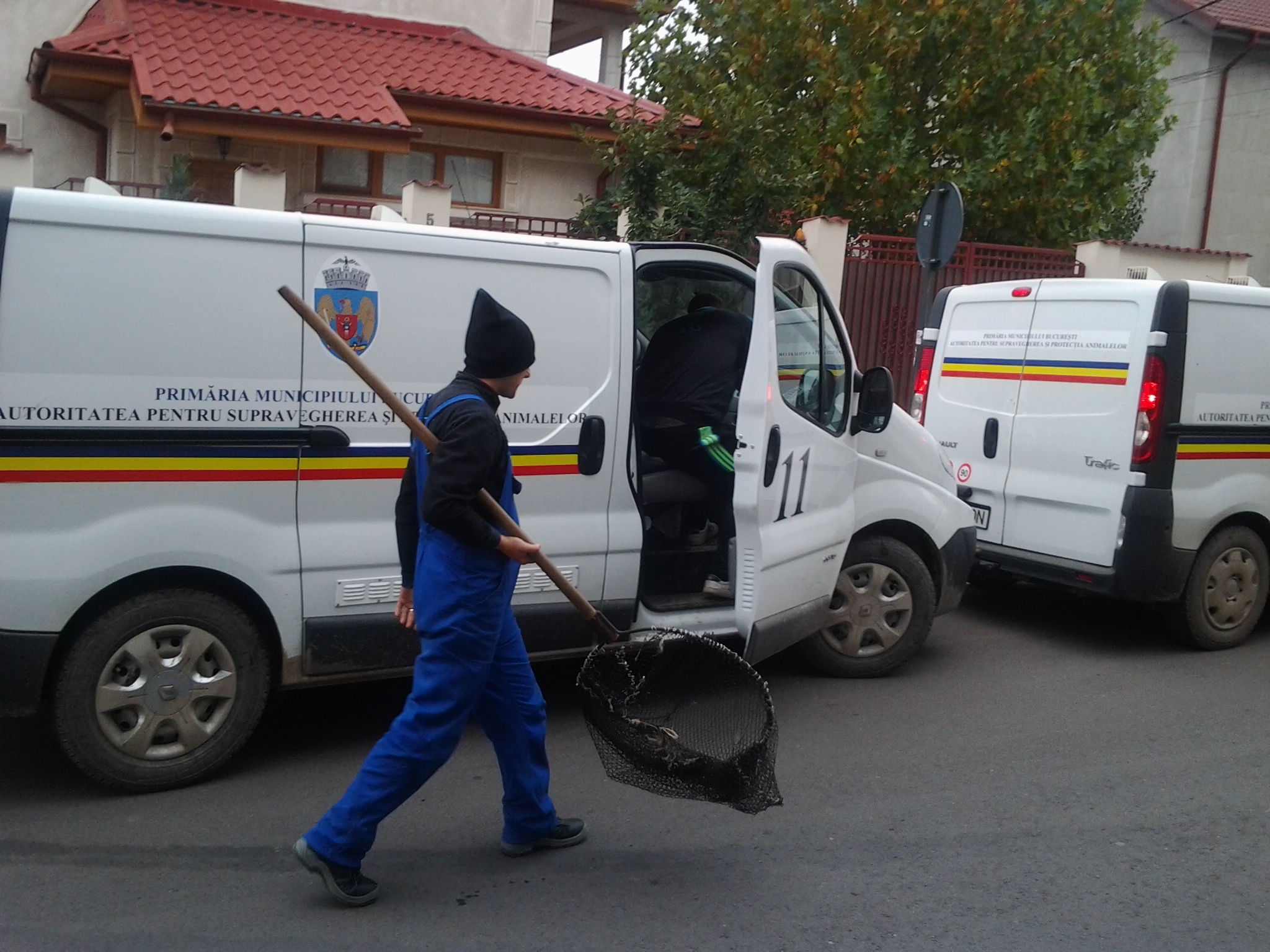 CONSTANȚA – Tânăr reținut după ce a vandalizat mașina de ecarisaj și a eliberat câinii