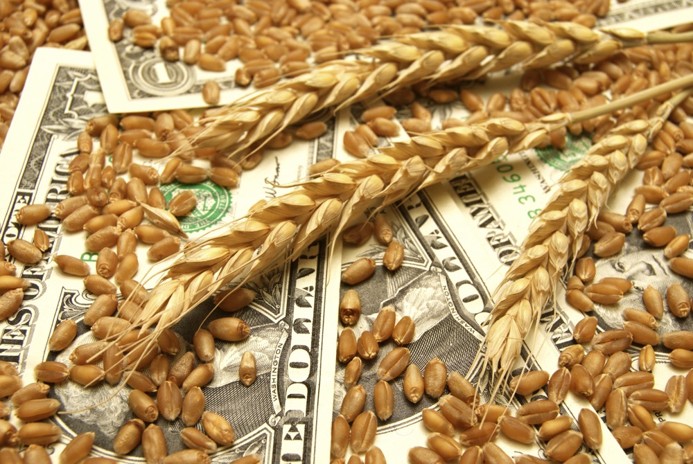 Zeci de mii de tone de grâu românesc, respinse la export în Egipt. Președintele ROMPAN: „Este un afront adus agricultorilor români“