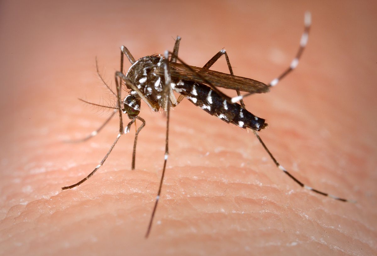 TULCEA: Un singur caz de infecție cu virusul West Nile, de la începutul lui iunie