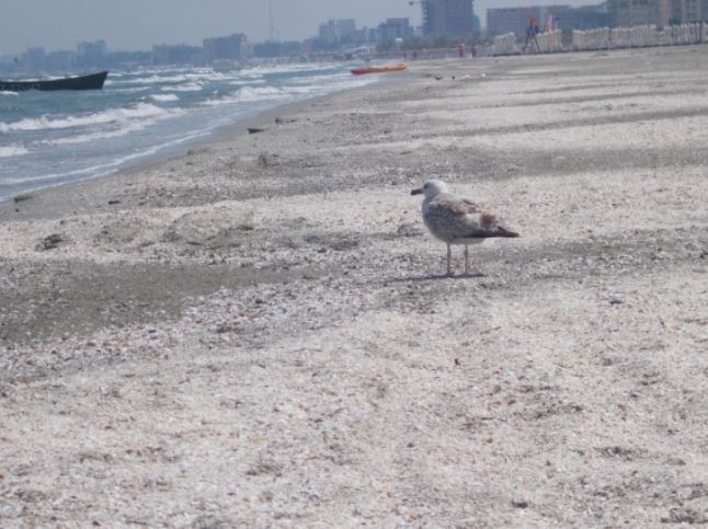 Vreme caldă, dar cu cer noros, în Dobrogea