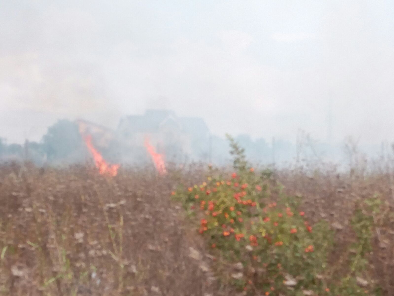 VIDEO: Incendiu de vegetație uscată langă Lazu. Focul se manifestă violent