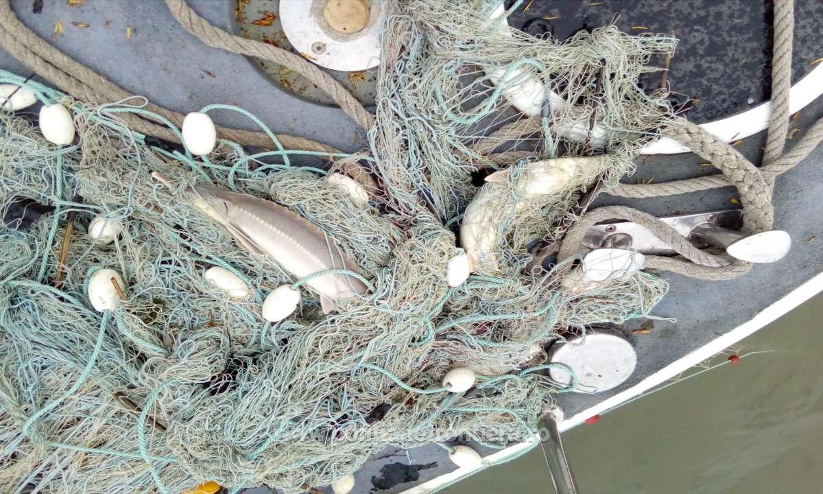 Acțiune împotriva braconajului pe Marea Neagră și în Deltă. Tone de rapane și sute de kilograme de pește CONFISCATE